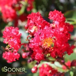 RED ROOSTER® CRAPEMYRTLE 5 RED ROOSTER® CRAPEMYRTLE -NatureScape Shop DETA 2257