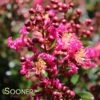 BERRY DAZZLE® CRAPEMYRTLE 1 BERRY DAZZLE® CRAPEMYRTLE -NatureScape Shop DETA 2259
