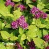 DOUBLE PLAY® GOLD SPIRAEA -NatureScape Shop DETA 2292