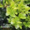 NORTH STAR® BOXWOOD -NatureScape Shop DETA 2298
