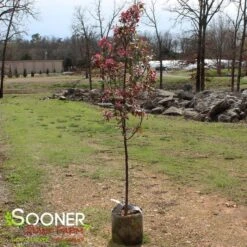 PRAIRIFIRE CRABAPPLE 10 PRAIRIFIRE CRABAPPLE -NatureScape Shop DETA 23