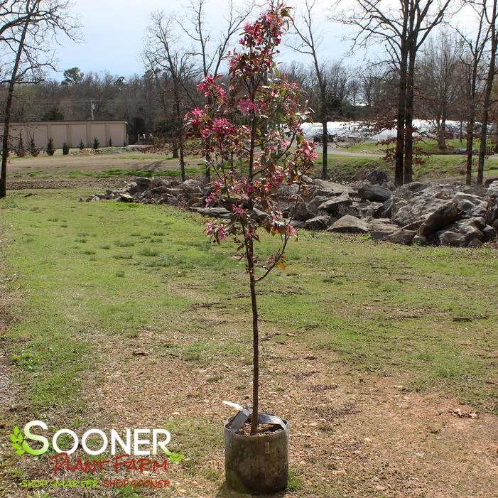 PRAIRIFIRE CRABAPPLE 6 PRAIRIFIRE CRABAPPLE - Image 4
