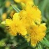 SUNNY BOULEVARD® ST. JOHN'S WORT 2 SUNNY BOULEVARD® ST. JOHN'S WORT -NatureScape Shop DETA 2303