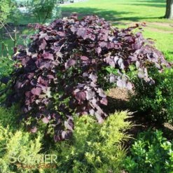 RUBY FALLS WEEPING REDBUD 10 RUBY FALLS WEEPING REDBUD -NatureScape Shop DETA 2311