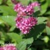 DOUBLE PLAY® ARTISTAN® SPIRAEA 1 DOUBLE PLAY® ARTISTAN® SPIRAEA -NatureScape Shop DETA 2320