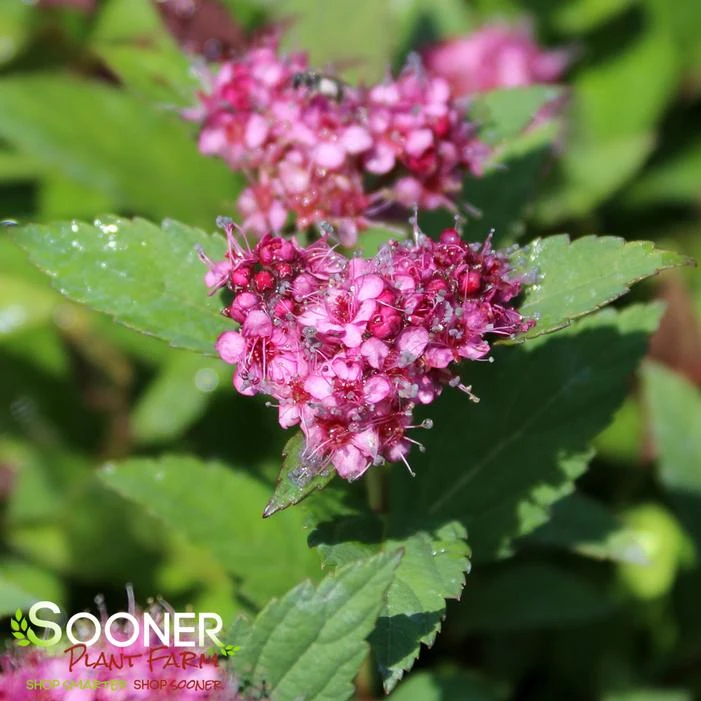 DOUBLE PLAY® ARTISTAN® SPIRAEA 3 DOUBLE PLAY® ARTISTAN® SPIRAEA