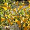GOLDEN GLOBE GINKGO -NatureScape Shop DETA 2345
