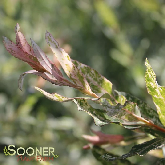 DAPPLED WILLOW 4 DAPPLED WILLOW - Image 2