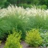 ADAGIO DWARF MAIDEN GRASS 1 ADAGIO DWARF MAIDEN GRASS -NatureScape Shop DETA 242