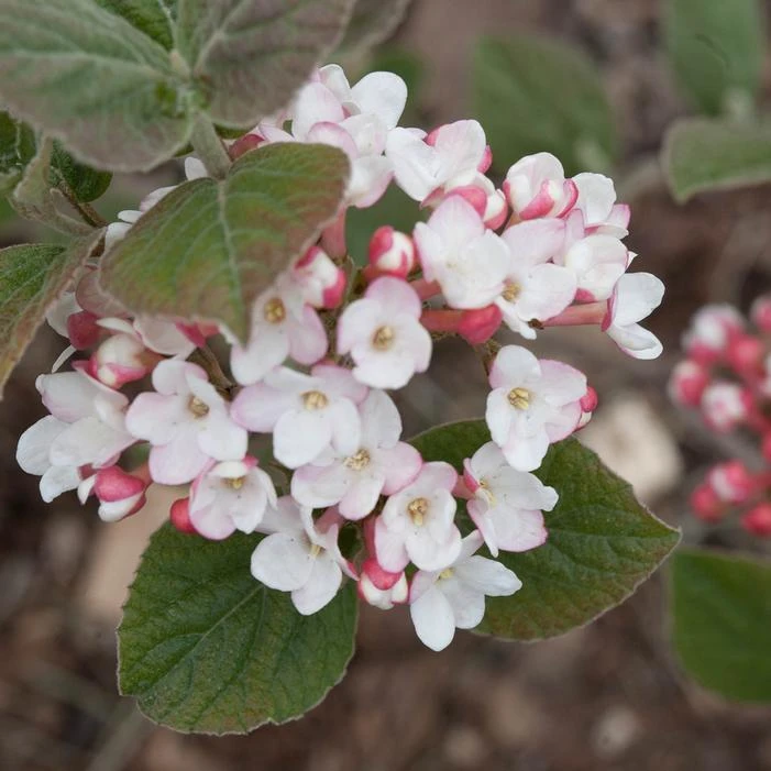 SPICE GIRL® KOREAN SPICE VIBURNUM 3 SPICE GIRL® KOREAN SPICE VIBURNUM