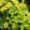GOLDEN GLITTER™ SPIRAEA -NatureScape Shop DETA 2440