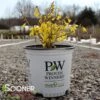 SHOW OFF® SUGAR BABY® FORSYTHIA -NatureScape Shop DETA 2449