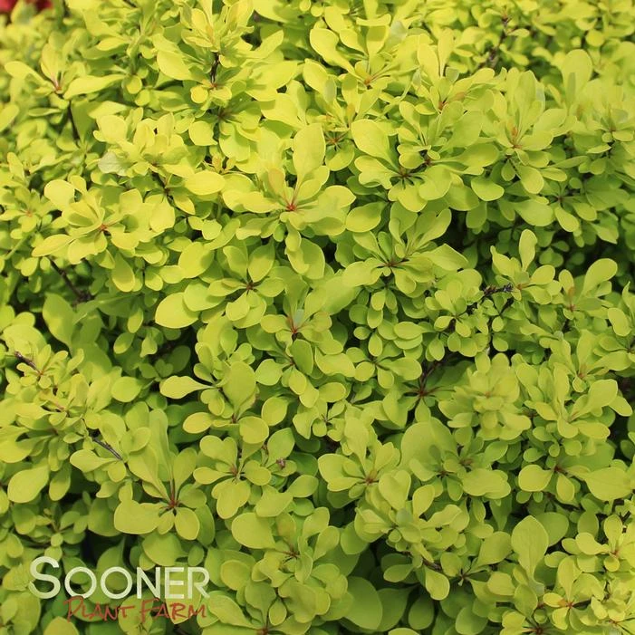 SUNJOY® MINI SAFFRON BARBERRY 3 SUNJOY® MINI SAFFRON BARBERRY