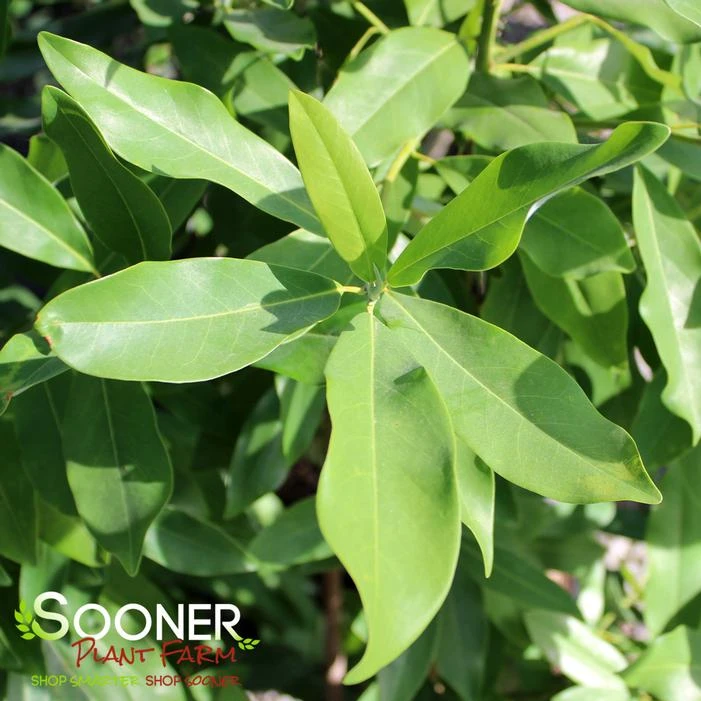 SWEETBAY MAGNOLIA 3 SWEETBAY MAGNOLIA