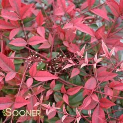 FLIRT™ NANDINA -NatureScape Shop DETA 2539