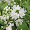 YUKI SNOWFLAKE® DEUTZIA 2 YUKI SNOWFLAKE® DEUTZIA -NatureScape Shop DETA 2576