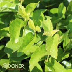 Front Page -NatureScape Shop DETA 2596