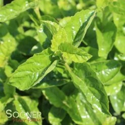 Front Page 47 ALL THAT GLOWS® ARROWWOOD VIBURNUM