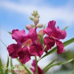 BURGUNDY DESERT WILLOW -NatureScape Shop DETA 26
