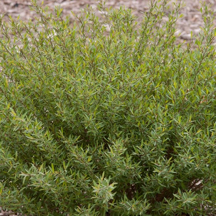 DWARF BLUE ARCTIC WILLOW 4 DWARF BLUE ARCTIC WILLOW - Image 2