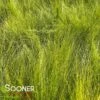 MEXICAN FEATHER GRASS -NatureScape Shop DETA 264