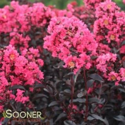 MIDNIGHT MAGIC™ CRAPEMYRTLE -NatureScape Shop DETA 2671