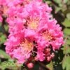 CORAL MAGIC CRAPEMYRTLE 1 CORAL MAGIC CRAPEMYRTLE -NatureScape Shop DETA 2673