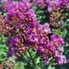PURPLE MAGIC CRAPEMYRTLE 2 PURPLE MAGIC CRAPEMYRTLE -NatureScape Shop DETA 2674