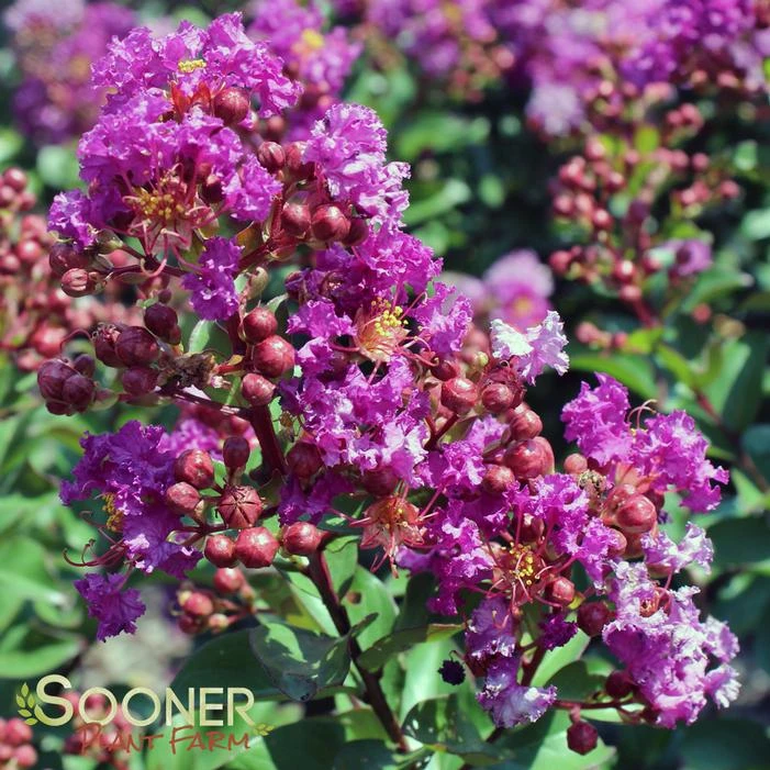 PURPLE MAGIC CRAPEMYRTLE 3 PURPLE MAGIC CRAPEMYRTLE