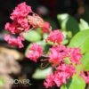 STRAWBERRY DAZZLE® CRAPEMYRTLE 1 STRAWBERRY DAZZLE® CRAPEMYRTLE -NatureScape Shop DETA 2686