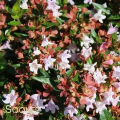 RASPBERRY PROFUSION™ ABELIA 10 RASPBERRY PROFUSION™ ABELIA -NatureScape Shop DETA 2716