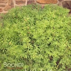 GOLD THREAD™ SPIRAEA -NatureScape Shop DETA 2719