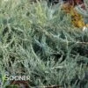 GREY GUARDIAN™ JUNIPER 1 GREY GUARDIAN™ JUNIPER -NatureScape Shop DETA 2723