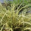 EVERORO SEDGE 2 EVERORO SEDGE -NatureScape Shop DETA 2758