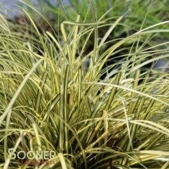 EVERORO SEDGE