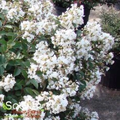 ENDURING SUMMER™ WHITE CRAPEMYRTLE -NatureScape Shop DETA 2826