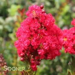 ENDURING SUMMER™ RED CRAPEMYRTLE -NatureScape Shop DETA 2828