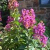 PRINCESS JADEN™ CRAPEMYRTLE -NatureScape Shop DETA 2829