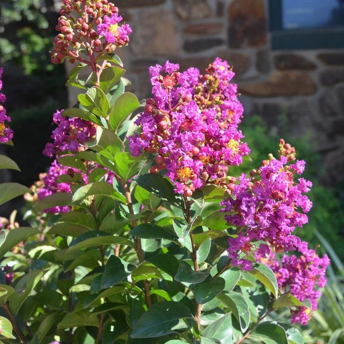 PRINCESS JADEN™ CRAPEMYRTLE 3 PRINCESS JADEN™ CRAPEMYRTLE