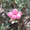 CANDY™ CORALBERRY -NatureScape Shop DETA 2841