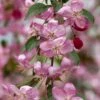 RUBY TEARS™ WEEPING CRABAPPLE 2 RUBY TEARS™ WEEPING CRABAPPLE -NatureScape Shop DETA 2851
