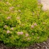 SUNDROP™ SPIRAEA -NatureScape Shop DETA 2880