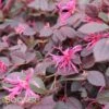 CRIMSON FIREâ„¢ LOROPETALUM 1 CRIMSON FIREâ„¢ LOROPETALUM -NatureScape Shop DETA 2882