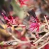 SPARKLING SANGRIA™ LOROPETALUM -NatureScape Shop DETA 2883