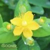 WHITE ST. JOHN'S WORT -NatureScape Shop DETA 2887