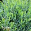 COBALT-N-GOLD™ ST. JOHN'S WORT -NatureScape Shop DETA 2894