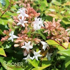 ETERNAL SUNSHINE™ ABELIA -NatureScape Shop DETA 2895