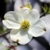 JEAN'S APPALACHIAN SNOW DOGWOOD 2 JEAN'S APPALACHIAN SNOW DOGWOOD -NatureScape Shop DETA 2978