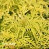 LEMONY LACE® ELDERBERRY -NatureScape Shop DETA 2991