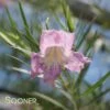 CONCHAS DAM PINK DESERT WILLOW -NatureScape Shop DETA 3026